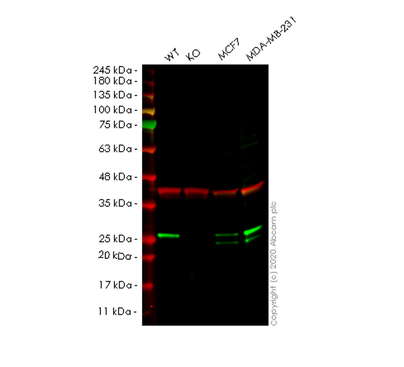 Western blot - Human RAB9A (Rab9) knockout HeLa cell lysate (AB257625), expandable thumbnail
