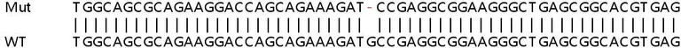 Sanger Sequencing - Human RABAC1 (PRA1) knockout HeLa cell line (AB265702)