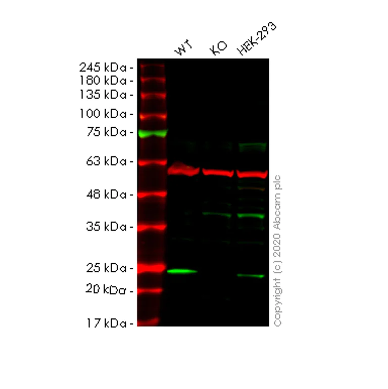Western blot - Human RABAC1 (PRA1) knockout HeLa cell line (AB265702)