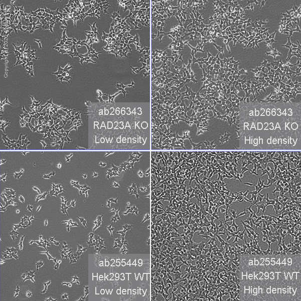 Cell Culture - Human RAD23A (hHR23A) knockout HEK-293T cell line (AB266343), expandable thumbnail