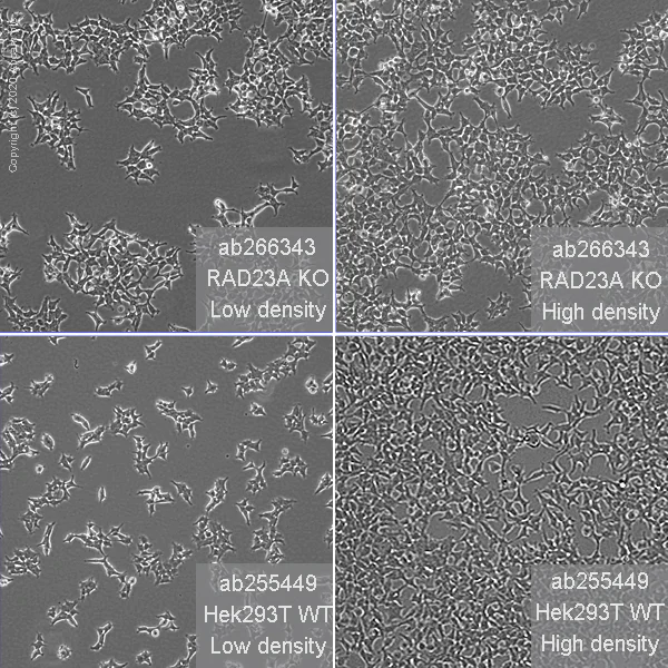 Cell Culture - Human RAD23A (hHR23A) knockout HEK-293T cell line (AB266343)