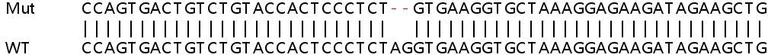 Sanger Sequencing - Human RAD23A (hHR23A) knockout HEK-293T cell line (AB266343)