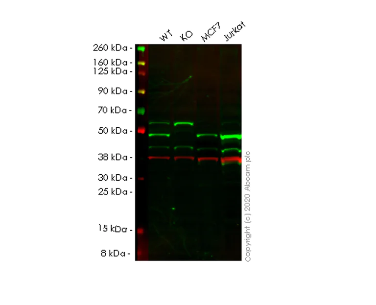 Western blot - Human RAD23A (hHR23A) knockout HEK-293T cell line (AB266343)