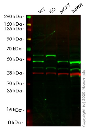Western blot - Human RAD23A (hHR23A) knockout HEK-293T cell lysate (AB258163), expandable thumbnail