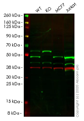 Western blot - Human RAD23A (hHR23A) knockout HEK-293T cell lysate (AB258163)