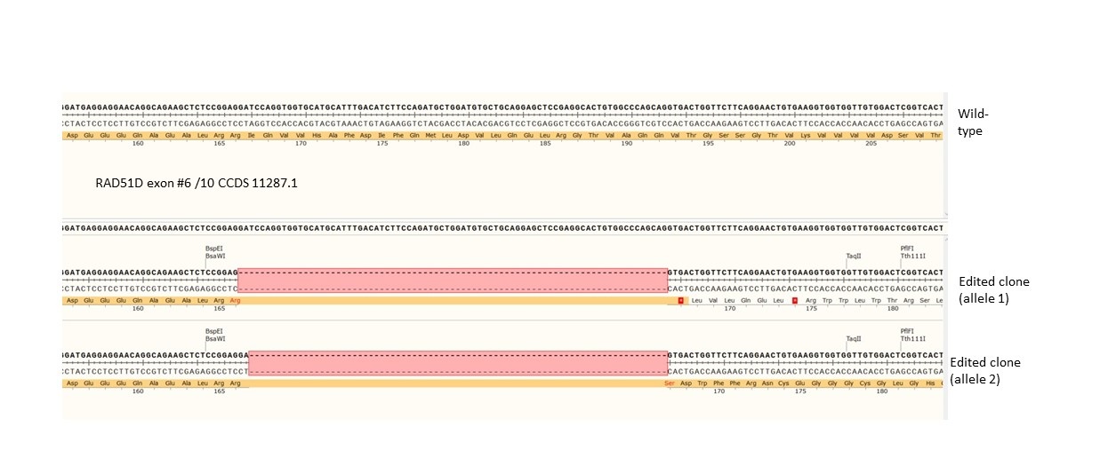 Next Generation Sequencing - Human RAD51D knockout HCT116 cell line (AB286478), expandable thumbnail