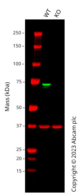 Western blot - Human RAF1 knockout HCT116 cell line (AB286619), expandable thumbnail