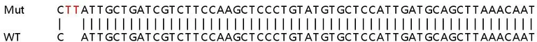 Sanger Sequencing - Human RAF1 knockout HeLa cell line (AB264978)