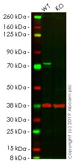 Human RAF1 knockout HeLa cell line