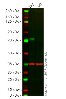 Human RAF1 knockout HeLa cell lysate