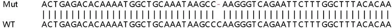 Sanger Sequencing - Human RALA knockout HeLa cell line (AB265092)