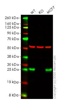 Western blot - Human RALA knockout HeLa cell lysate (AB258165)