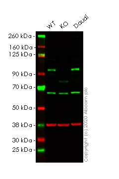 Western blot - Human RALBP1 knockout HeLa cell line (AB265404)
