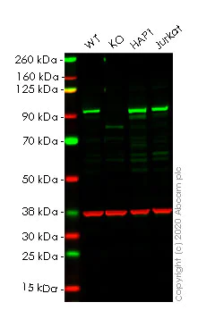 Western blot - Human RALBP1 knockout HeLa cell lysate (AB258167)