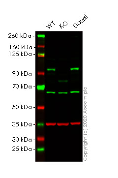 Western blot - Human RALBP1 knockout HeLa cell lysate (AB258167)