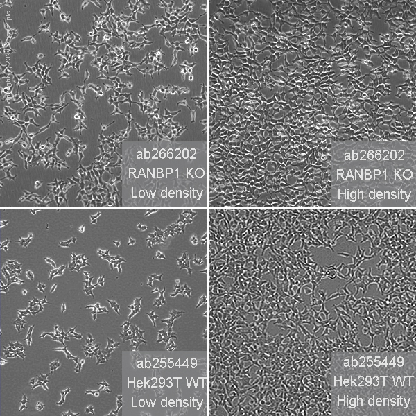 Cell Culture - Human RANBP1 knockout HEK-293T cell line (AB266202), expandable thumbnail
