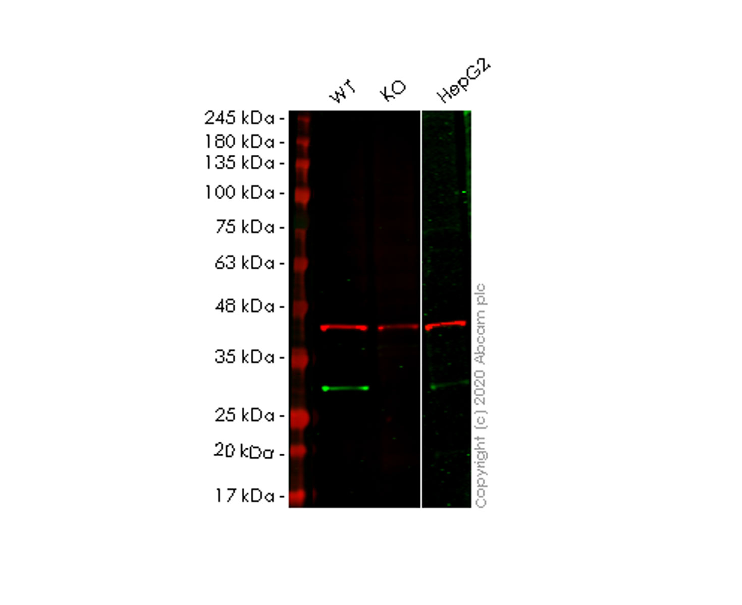 Western blot - Human RANBP1 knockout HEK-293T cell line (AB266202), expandable thumbnail