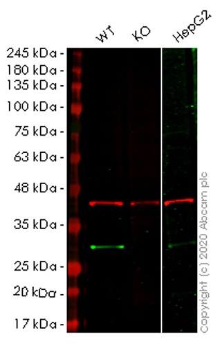 Western blot - Human RANBP1 knockout HEK-293T cell lysate (AB258168)