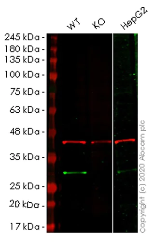 Western blot - Human RANBP1 knockout HEK-293T cell lysate (AB258168)