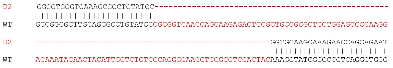 Sanger Sequencing - Human RANBP10 knockout HeLa cell line (AB277990), expandable thumbnail