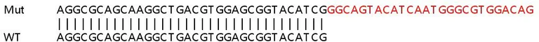Sanger Sequencing - Human RANBP2 knockout HeLa cell lysate (AB257627)