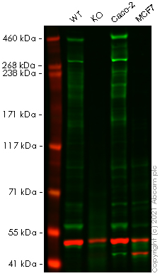 Western blot - Human RANBP2 knockout HeLa cell lysate (AB257627)
