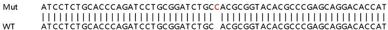 Sanger Sequencing - Human RARA (Retinoic Acid Receptor alpha) knockout HeLa cell line (AB265176)