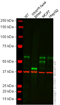 Western blot - Human RARA (Retinoic Acid Receptor alpha) knockout HeLa cell lysate (AB257629)
