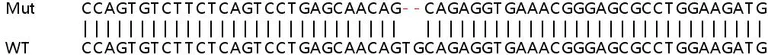 Sanger Sequencing - Human RARRES3 (TIG3) knockout A549 cell lysate (AB258626)