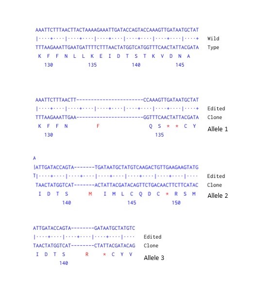 Next Generation Sequencing - Human RB1 knockout A549 cell line (AB286470), expandable thumbnail