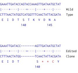 Next Generation Sequencing - Human RB1 knockout HCT116 cell line (AB286657), expandable thumbnail