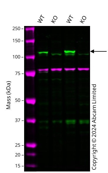 Western blot - Human RB1 knockout HCT116 cell line (AB286657), expandable thumbnail