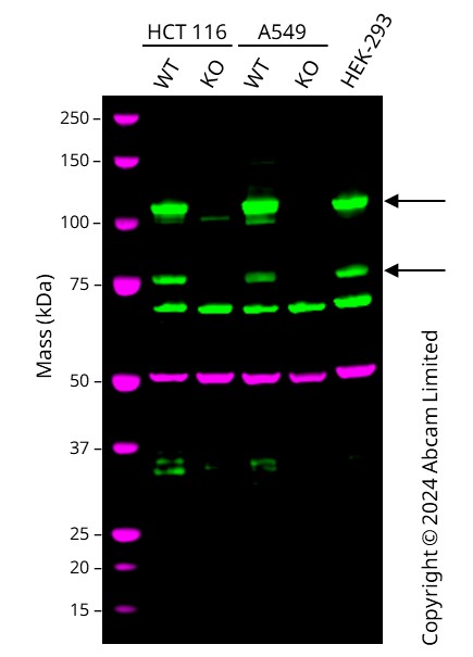 Western blot - Human RB1 knockout HCT116 cell line (AB286657), expandable thumbnail