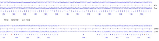 Next Generation Sequencing - Human RB1CC1 (FIP200) knockout A549 cell line (AB277823), expandable thumbnail
