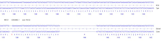 Next Generation Sequencing - Human RB1CC1 (FIP200) knockout A549 cell line (AB277823)