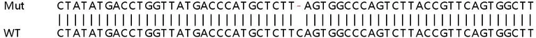 Sanger Sequencing - Human RBBP7 (RbAp46) knockout HeLa cell line (AB264677)