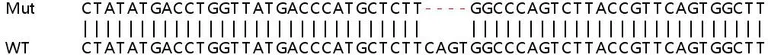 Sanger Sequencing - Human RBBP7 (RbAp46) knockout HeLa cell line (AB264677)