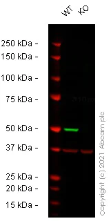 Western blot - Human RBBP7 (RbAp46) knockout HeLa cell lysate (AB258628)