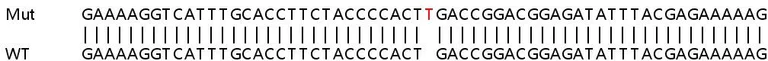 Sanger Sequencing - Human RBL1 (p107) knockout HeLa cell line (AB264706)