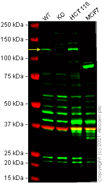 Western blot - Human RBL1 (p107) knockout HeLa cell line (AB264706)
