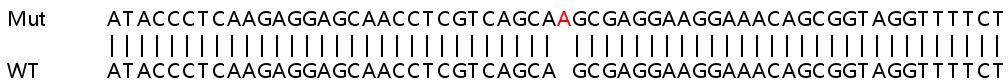 Sanger Sequencing - Human RBL2 (Rb2 p130) knockout HEK-293T cell line (AB267308), expandable thumbnail