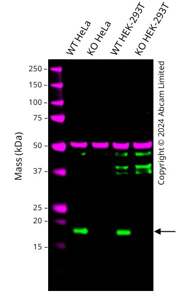 Western blot - Human RBM3 knockout HEK-293T cell line (AB266663)