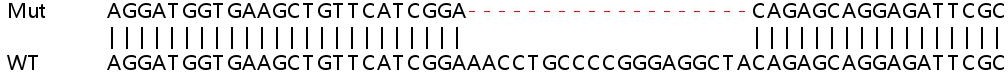 Sanger Sequencing - Human RBM4 knockout HEK-293T cell line (AB266639), expandable thumbnail