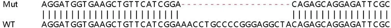 Sanger Sequencing - Human RBM4 knockout HEK-293T cell line (AB266639)