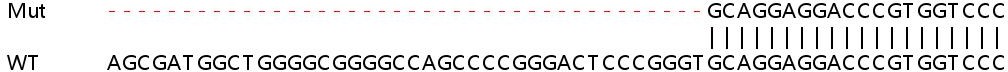 Sanger Sequencing - Human RBM42 knockout HEK-293T cell line (AB266800)