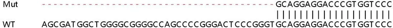 Sanger Sequencing - Human RBM42 knockout HEK-293T cell lysate (AB263326)