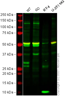 Western blot - Human RBPMS knockout HeLa cell line (AB264697)