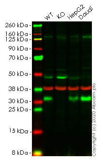 Western blot - Human RCHY1 (Pirh2) knockout HeLa cell line (AB265478)