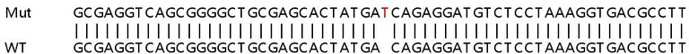 Sanger Sequencing - Human RCHY1 (Pirh2) knockout HeLa cell lysate (AB258171)