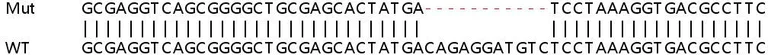 Sanger Sequencing - Human RCHY1 (Pirh2) knockout HeLa cell lysate (AB258171)